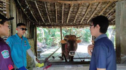 Giat Vaksinasi, Penandaan Ear Tag, serta Pemantauan Kondisi Ternak di Desa Krai - KKN 196 UMD UNEJ
